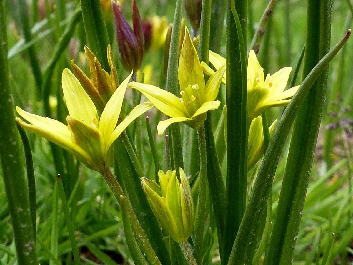 Gagea fragifera (Liliaceae)
